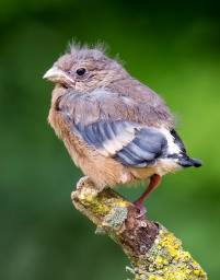 Foto © Marcel Burkhardt Foto © Marcel Burkhardt