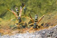 Einige Wespen-Arten können direkt auf Wasser landen und starten