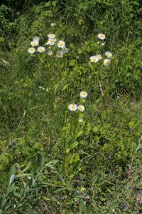 Berufskraut im Wald verdrängt einheimische Pflanzen vom Wegrand Berufskraut im Wald verdrängt einheimische Pflanzen vom Wegrand