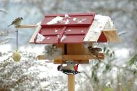 Typische Arten am Futterhaus Typische Arten am Futterhaus