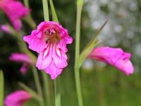 30-Sumpfgladiole-DSCN0180