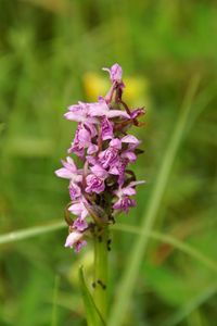 Fleischfarbige Fingerwurz