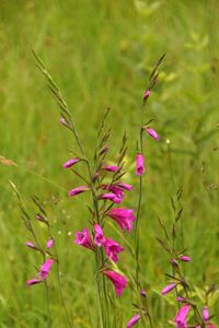 Sumpfgladiole