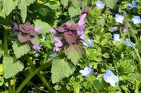 Ackertaubnessel und Persischer Ehrenpreis