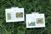 Brennessel und Schmetterlinge