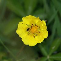 Kriechendes Fingerkraut